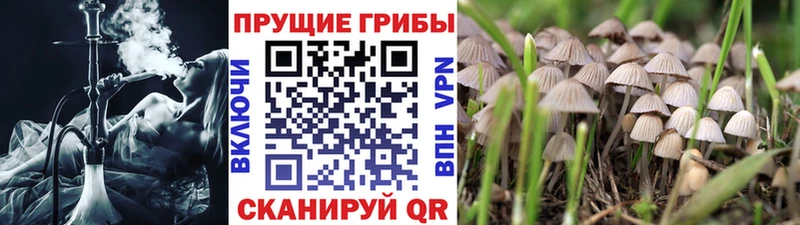 Купить закладки  Духовщина  Галлюциногенные грибы MAGIC MUSHROOMS 